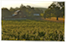 Thumbnail image for Spring is here: Twist and Sprout with the Napa kula!