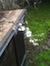 Thumbnail image for Imbolc: Tending the Fire of Intention